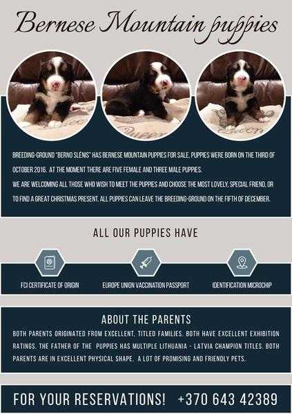 bernese mountain dogs for sale