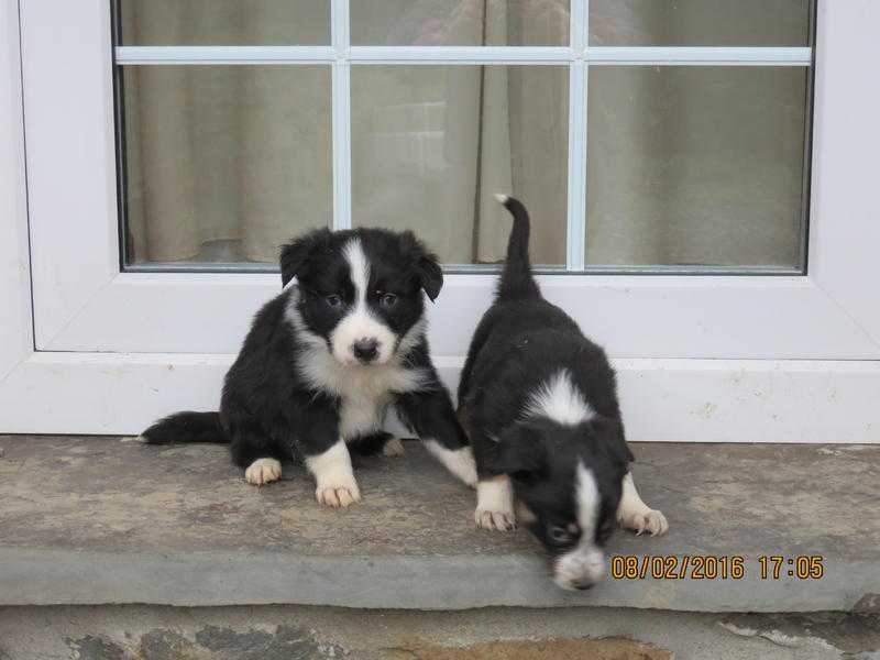 Best Border Collie Puppies By Far
