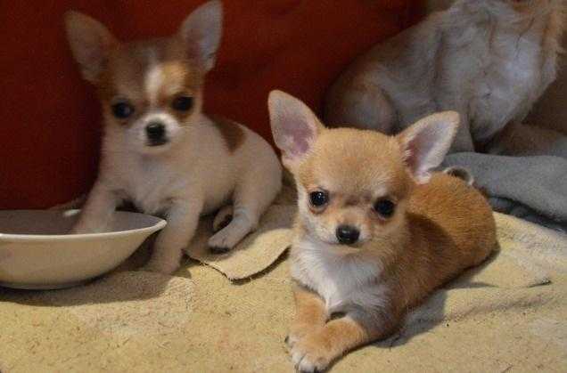 Beutifull Chihuahua Puppies for Rehoming