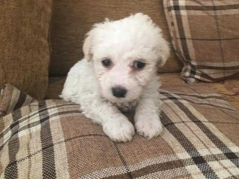 Bichon Frise BOY puppy REDUCED