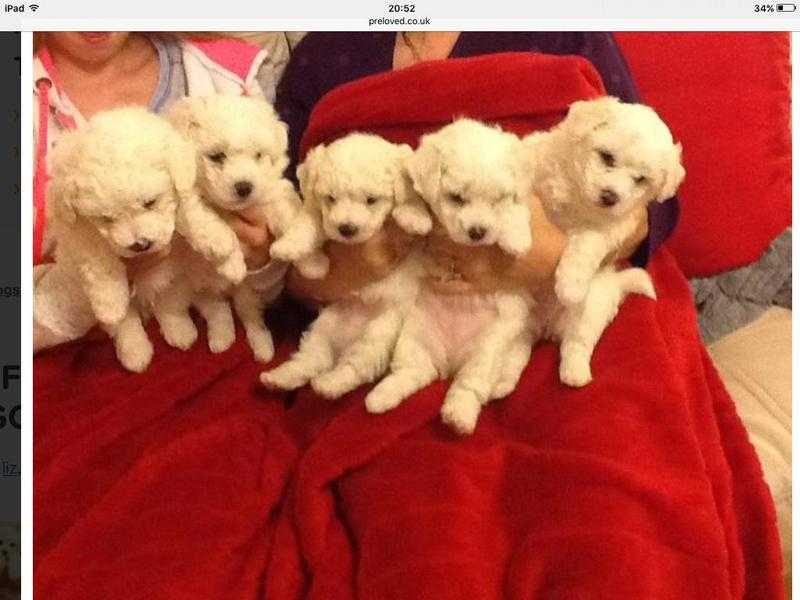 BICHON FRISE puppies for sale gorgeous boys and girls soooo cute