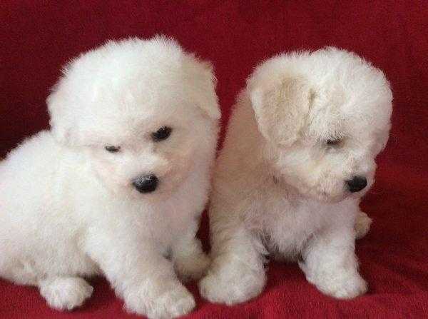 Bichon Frise Puppies(Stunning)