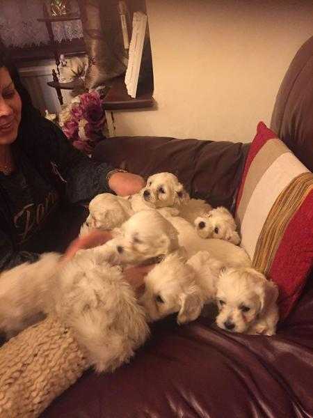 Bichon frise pups