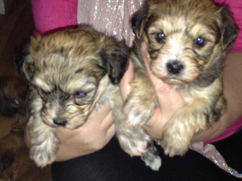 Bichon x Yorkie Puppies