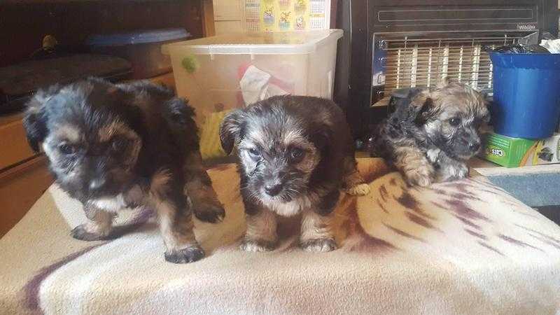 Bichon x Yorkie puppies