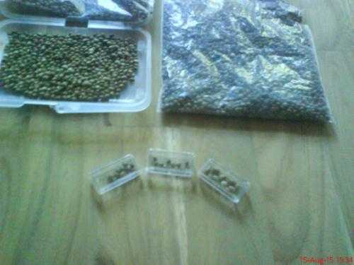 big bud seeds