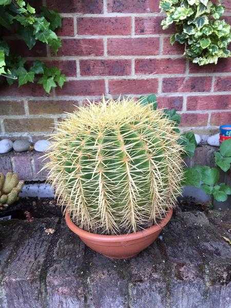 Big Cactus in a pot (indoor plant)