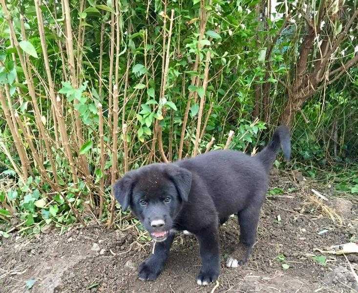 Big chunky German shepherd cross akita rottie puppies for sale