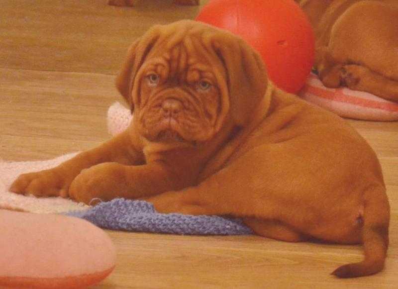 Big Chunky stunning pure breed champion blood line Dogue de Bordeaux Puppies