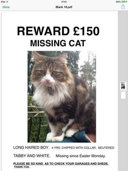 BIG REWARD FOR MISSING CAT