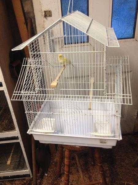 BIRD  CAGE   AND  CANARY