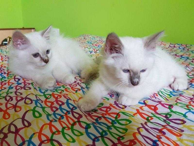 Birman kittens