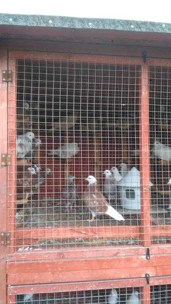 Birmingham roller pigeons