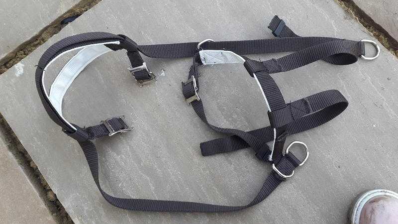 Bitless Cob Bridle