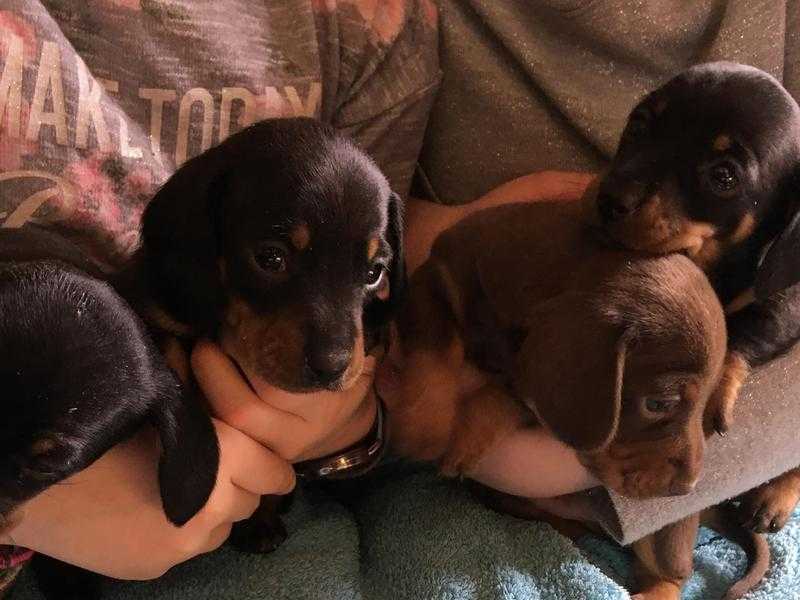 Black and tan Minature, smooth Dachsunds