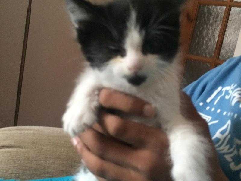 Black and white kitten 8 wks old