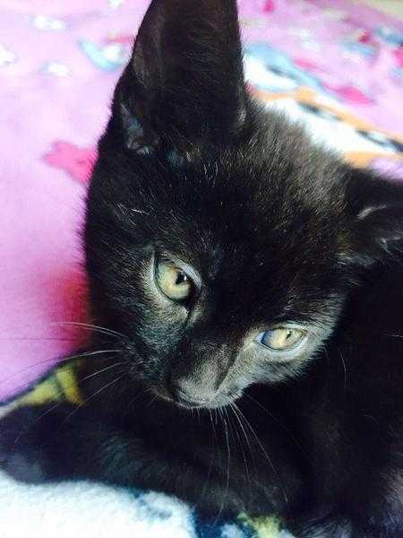 Black and White Kittens