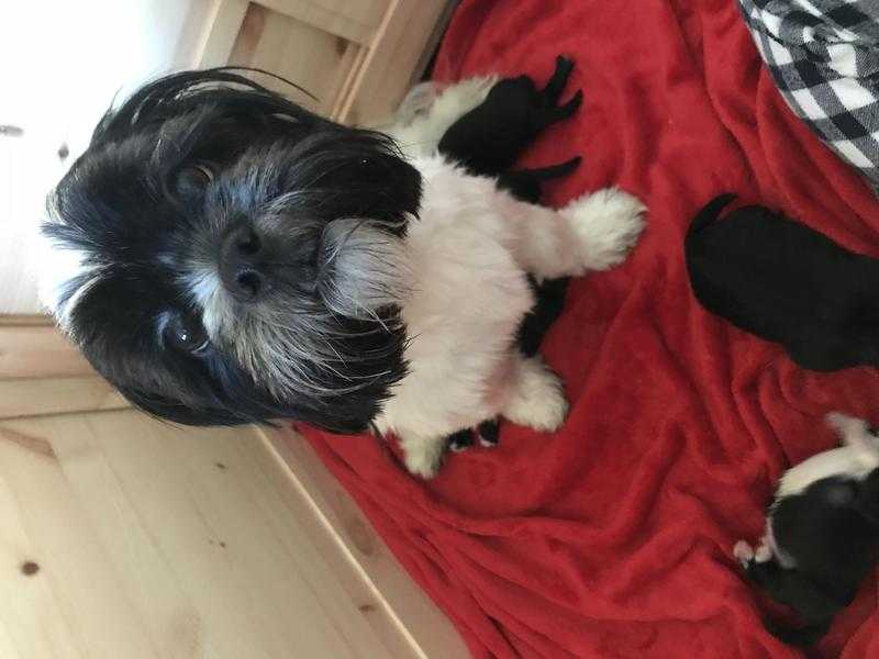 Black and white Lhasa apso kc regestered puppies