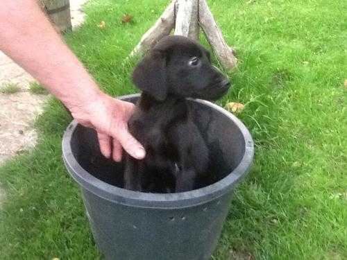 Black and yellow lab puppys