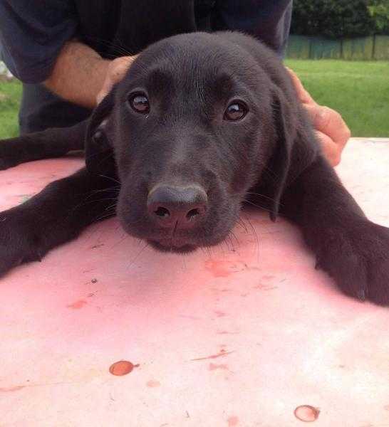 Black female Labrador pup for sale