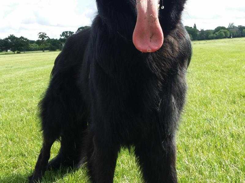 black germand shepherds for STUD ONLY