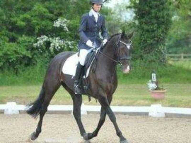 BLACK IRISH SPORTS HORSE AVAILABLE FOR HACKING