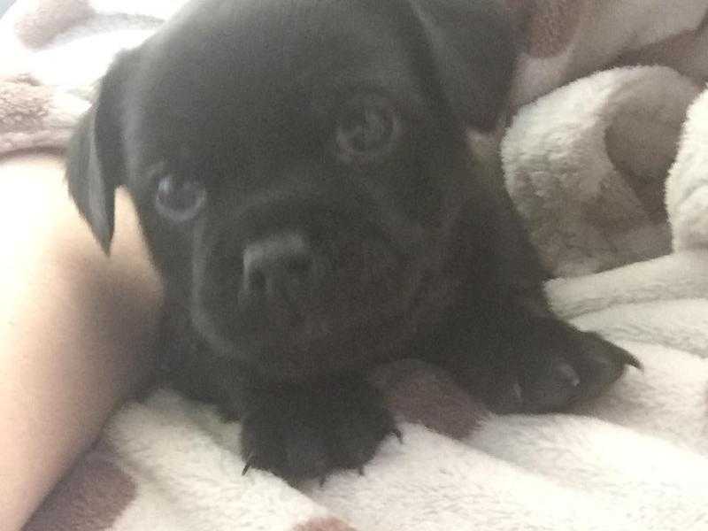 Black jug puppy