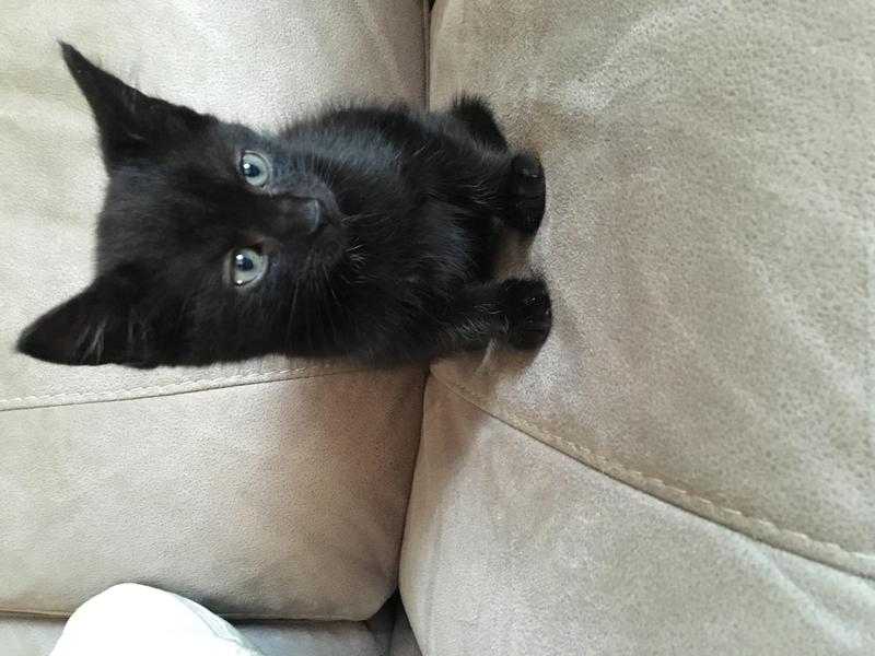 Black kitten