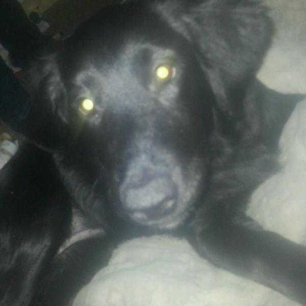 Black lab cross