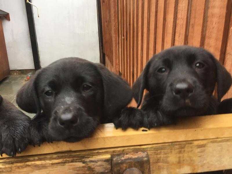 black lab pups for sale