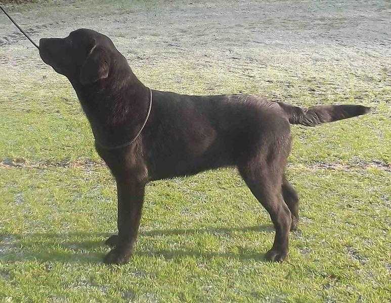 Black Labrador Stud Dog