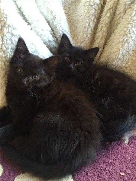 Black Long Haired Kittens