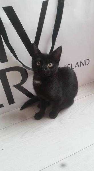 BLACK MALE 12 WEEK OLD KITTEN