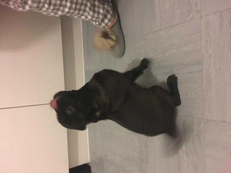 Black male pug