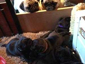 black male pug for sale