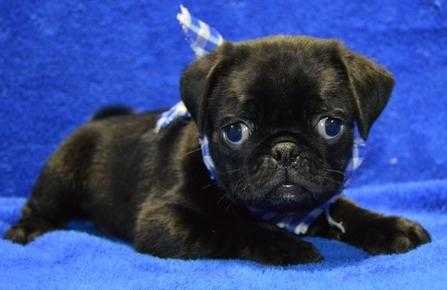 Black male pug puppy.k.c.reg