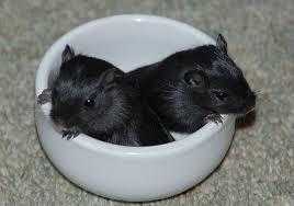 black mongolian gerbils