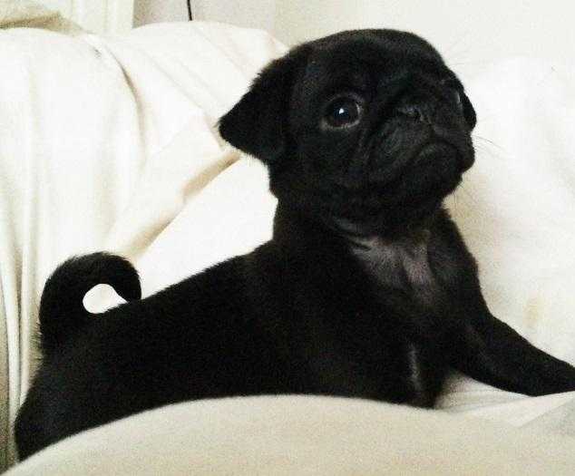 Black Pug Female for Sale