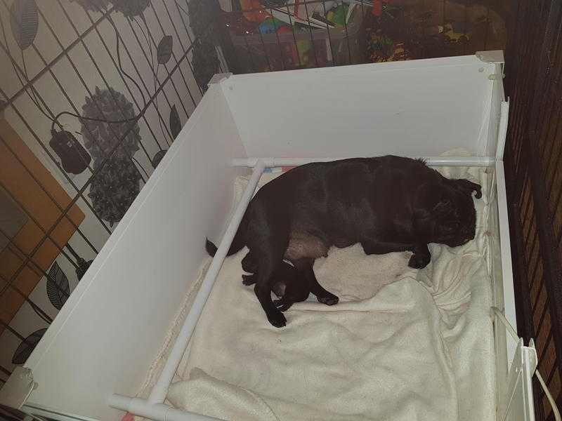 Black pug puppy for sale