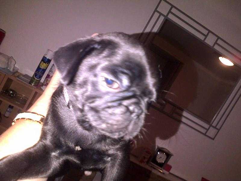 black pugs