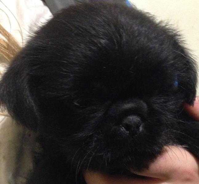 BLACK PUGZU PUPS.. (Pug X Shih Tzu).