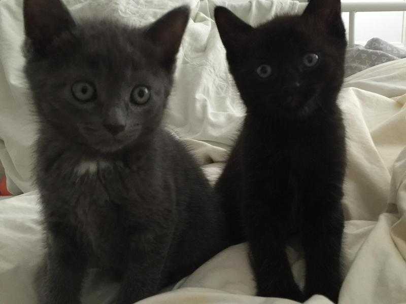 Black Russian Blue Kittens for sale