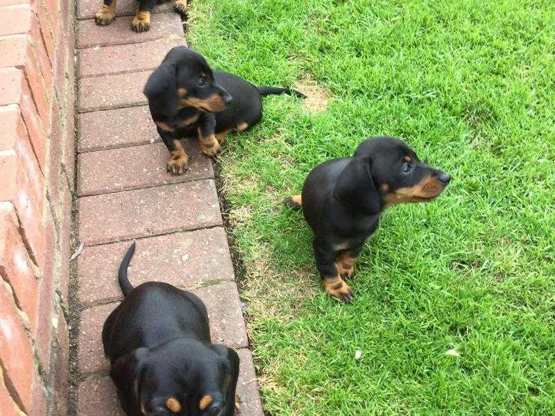 Blackamptan Daschund puppy039s