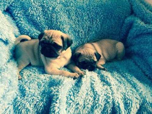 Black,Fawn Fullbreed Pug Puppys ready for any loving familly