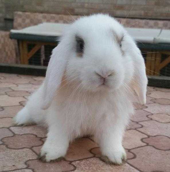 Black,White and ginger dwarf lop ready for a new home