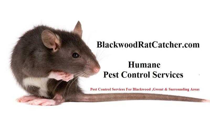 Blackwood Pest Control Services - Local Affordable Humane Pest Control