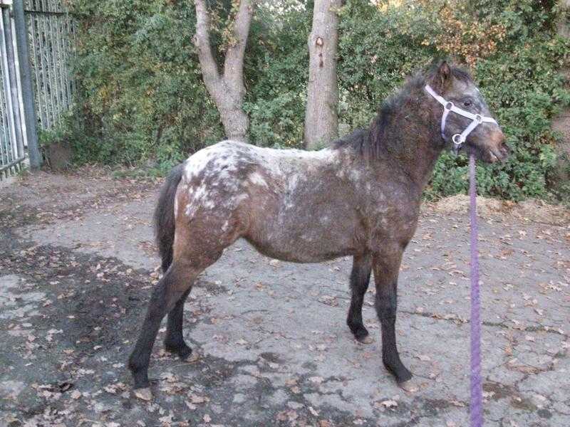 blanket spot filly