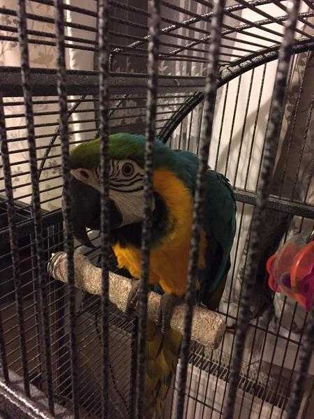 Blue amp Gold Macaw Parrot, 3 yr old Male, Hand reared, Tame, Talking, Full set up.