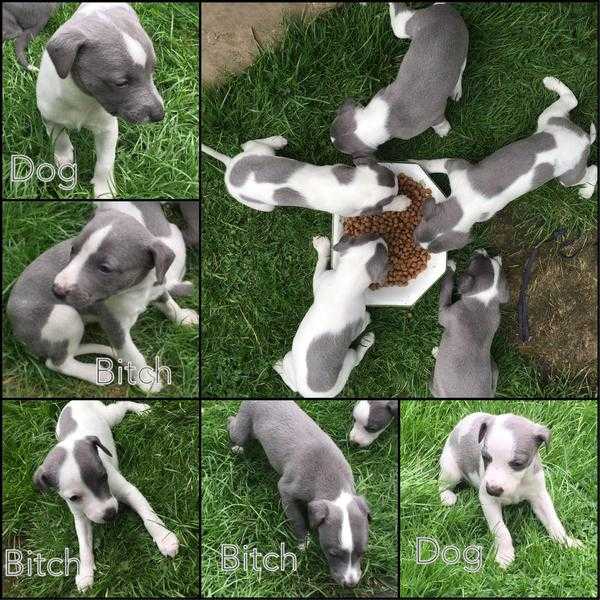 Blue amp White Whippet Puppies for sale