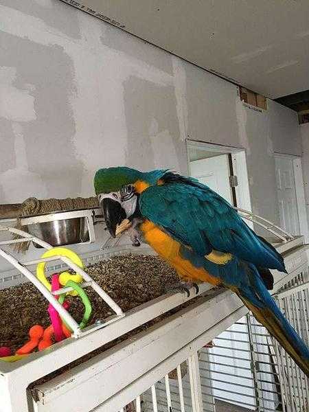 Blue and Gold Macaw For Sale